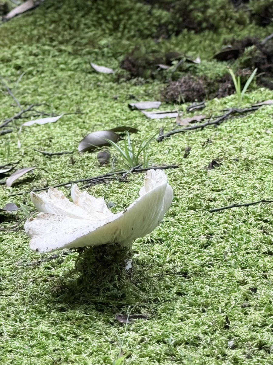 69comet's tweet photo. 上賀茂神社に来ています

雨降る前のキノコたち🍄‍🟫🍄‍🟫🍄‍🟫 https://t.co/h7zujv6Yfl