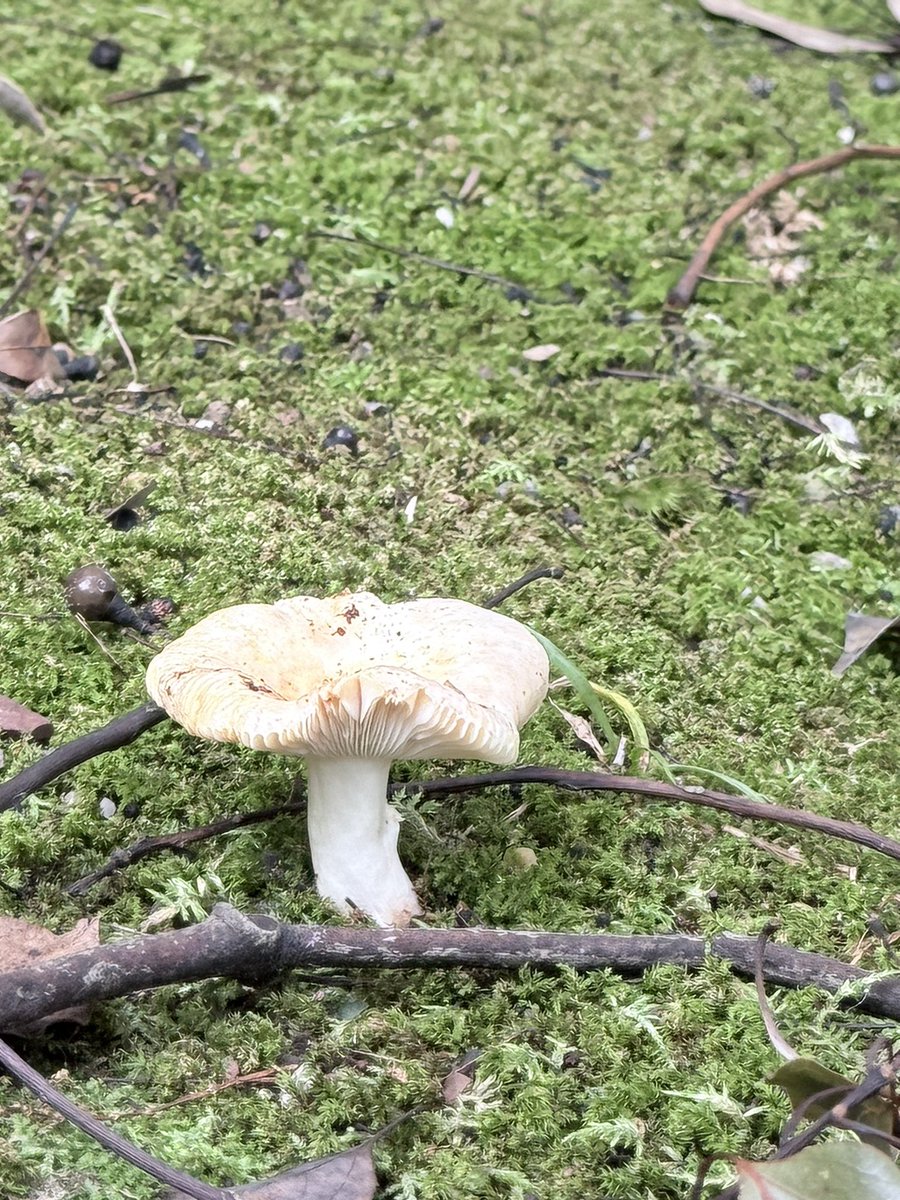 69comet's tweet photo. 上賀茂神社に来ています

雨降る前のキノコたち🍄‍🟫🍄‍🟫🍄‍🟫 https://t.co/h7zujv6Yfl