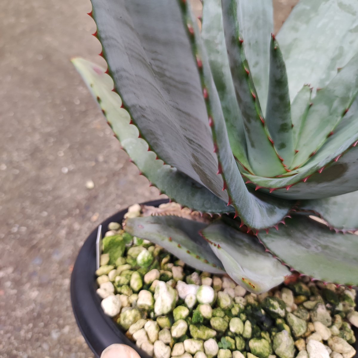 ultimatumusui's tweet photo. Aloe pachydactylos(入手時の名前)

@aloe_niisan さんに教えていただいた、
Aloe capitata var. quartziticola
にどんどん似てきた😂 https://t.co/kv0nKjPd1s
