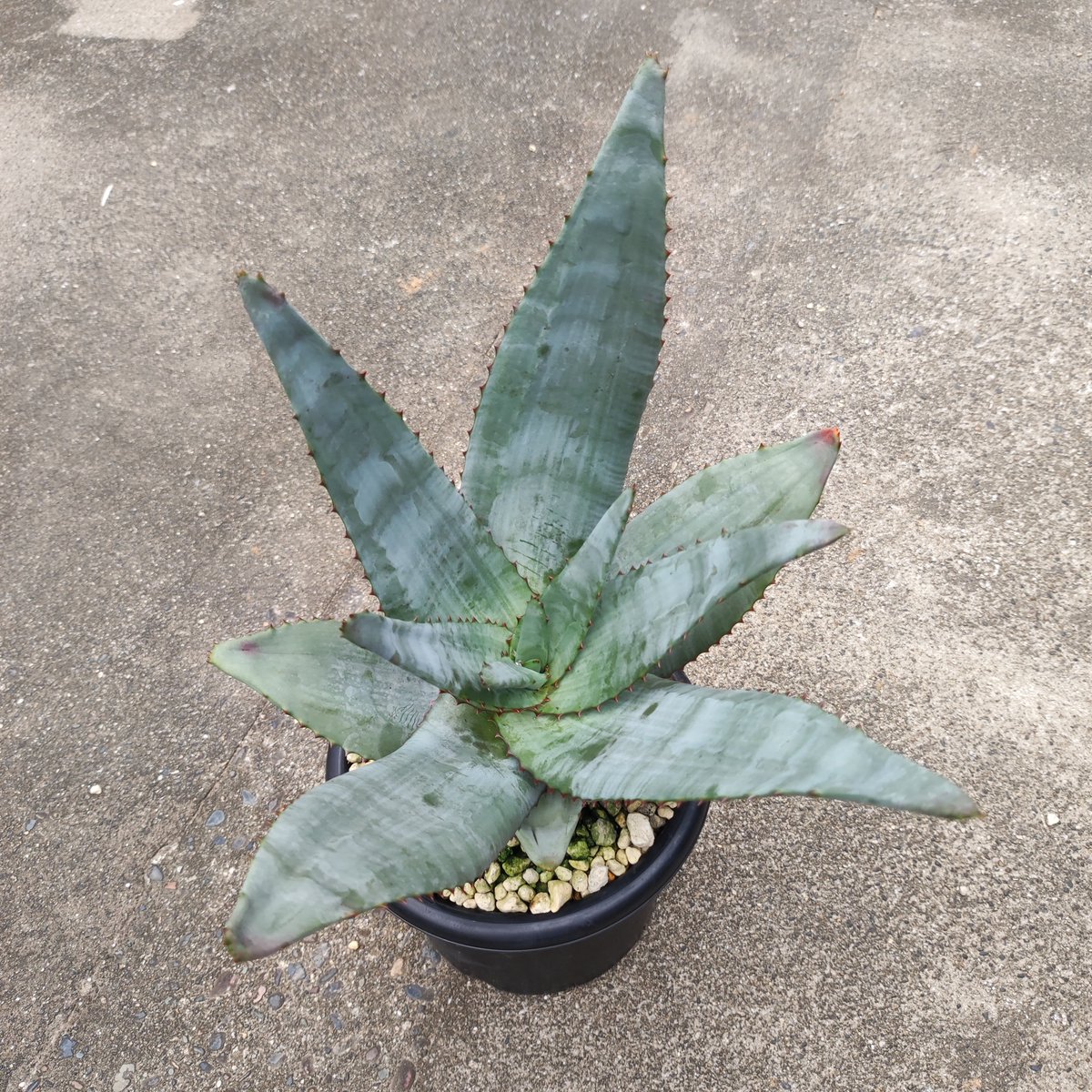 ultimatumusui's tweet photo. Aloe pachydactylos(入手時の名前)

@aloe_niisan さんに教えていただいた、
Aloe capitata var. quartziticola
にどんどん似てきた😂 https://t.co/kv0nKjPd1s