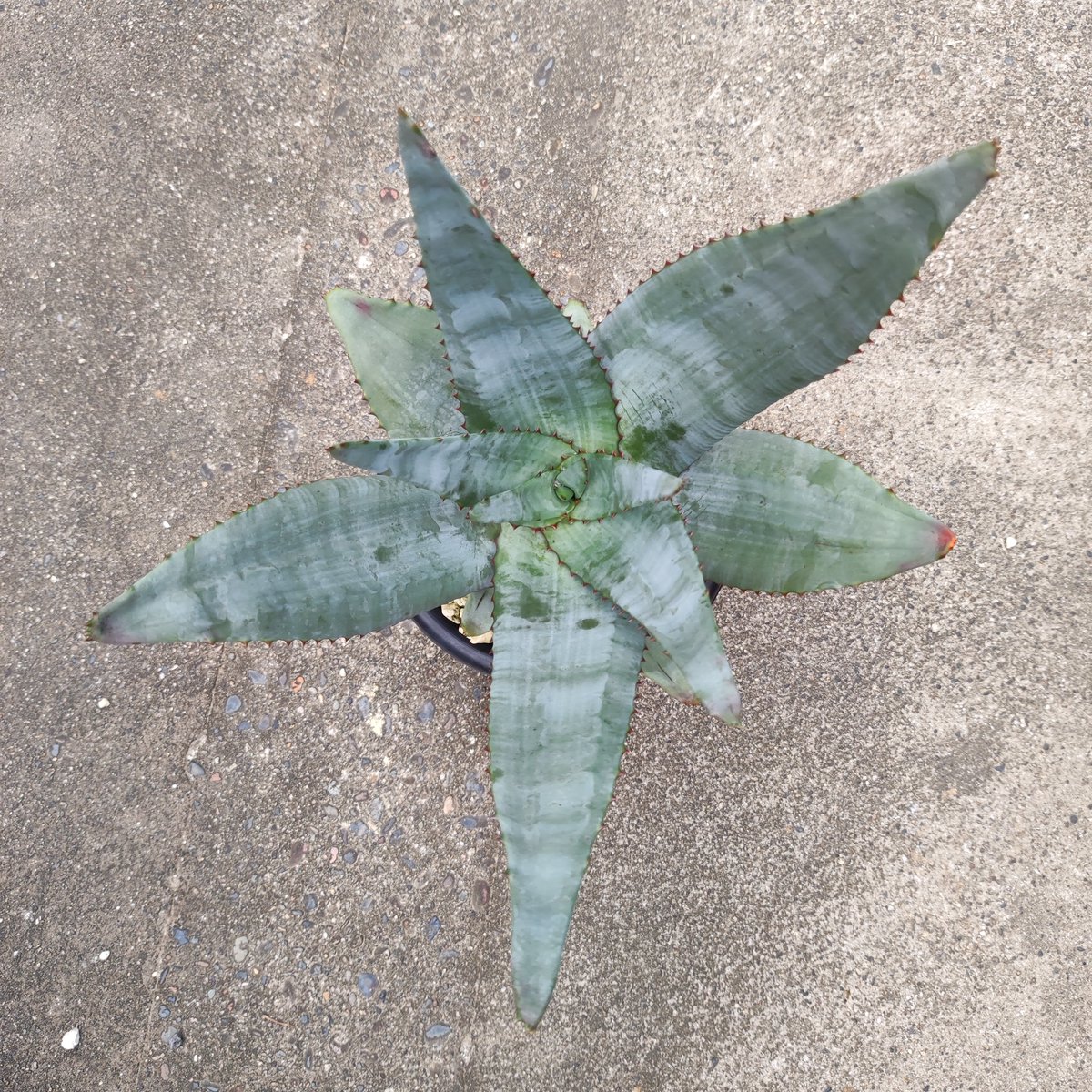 ultimatumusui's tweet photo. Aloe pachydactylos(入手時の名前)

@aloe_niisan さんに教えていただいた、
Aloe capitata var. quartziticola
にどんどん似てきた😂 https://t.co/kv0nKjPd1s