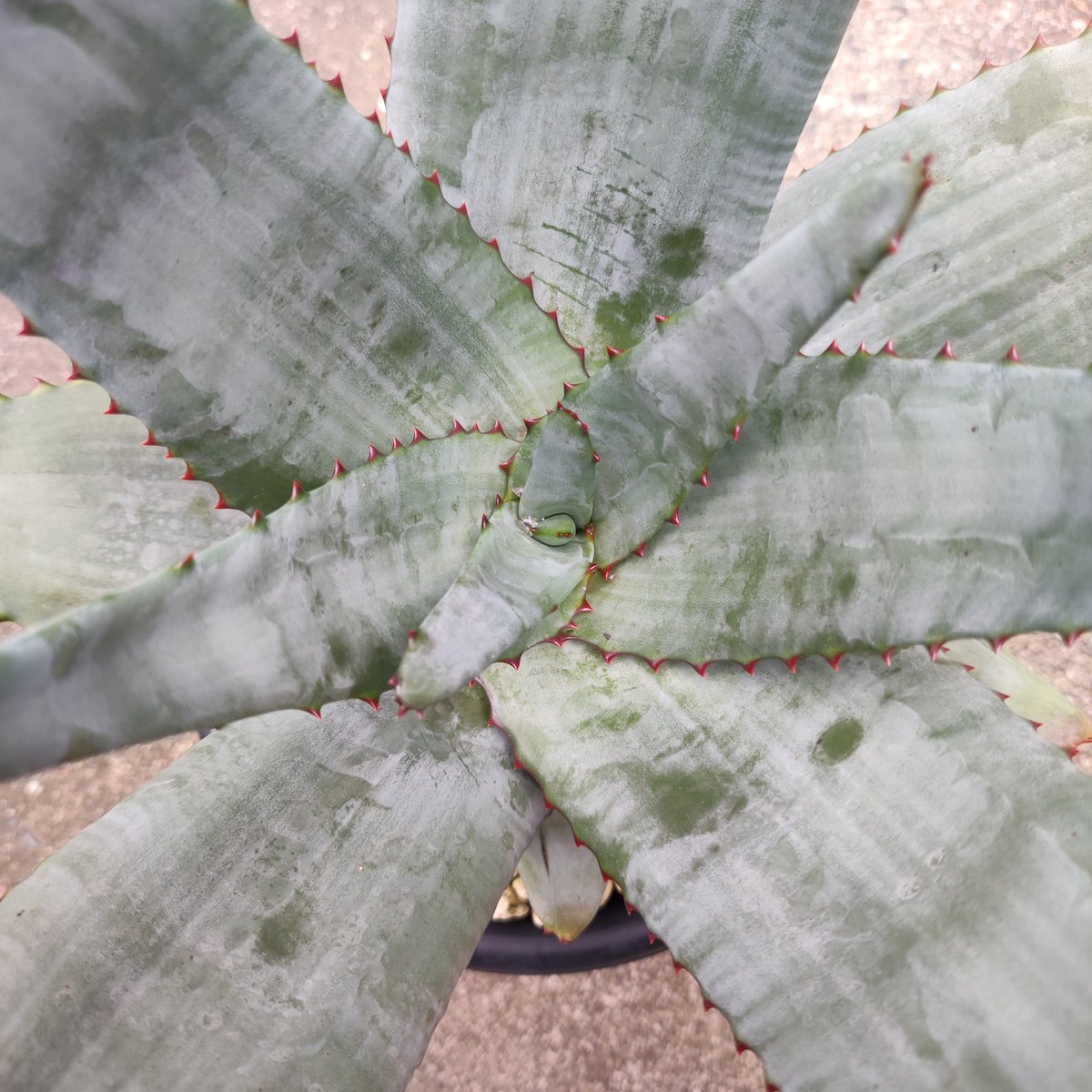 ultimatumusui's tweet photo. Aloe pachydactylos(入手時の名前)

@aloe_niisan さんに教えていただいた、
Aloe capitata var. quartziticola
にどんどん似てきた😂 https://t.co/kv0nKjPd1s