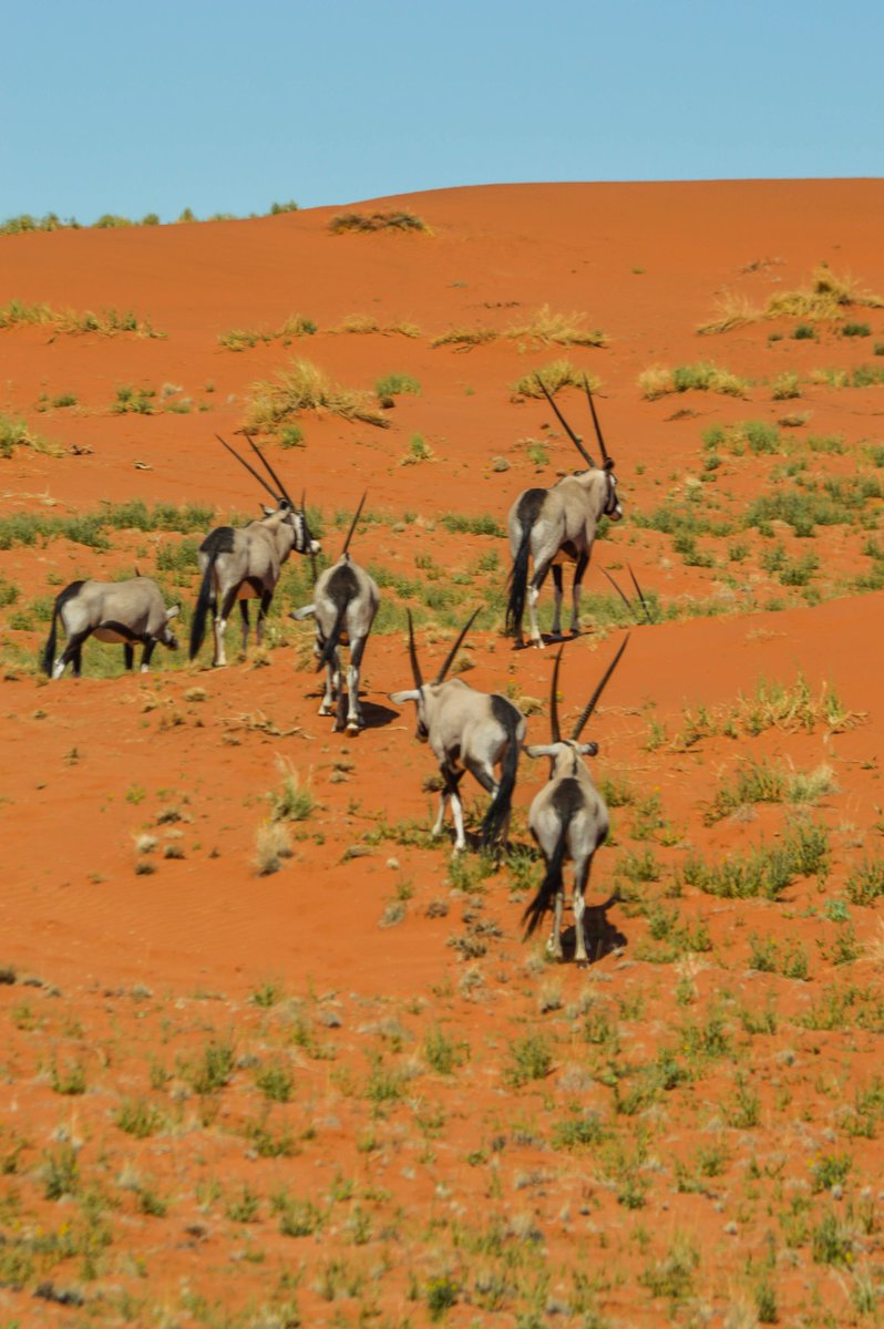 RandNamib's tweet photo. 🌍 Happy World Tourism Day!

At NamibRand, tourism is more than travel — it’s conservation in action. Every stay helps protect 188,980 hectares of desert wilderness, supports our team and keeps this landscape wild for generations.

Thank you for traveling with purpose. 💚 https://t.co/01oE88qXgU