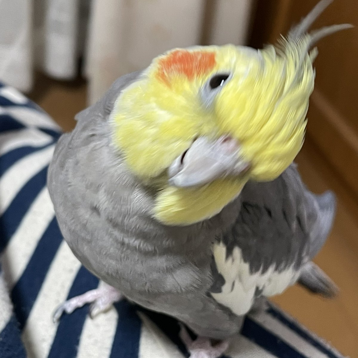 SAKANApeco's tweet photo. 2026年9月24日13:30頃
姫路市別所町佐土新にて
オカメインコ（ノーマル・オス）が飛び出てしまいました。
軒先や庭の隅、草むらの中などでうずくまっているかもしれません。一度おうちの周りを見ていただけませんか？
どうかどうか無事ですように。
#迷子鳥 #迷い鳥 #オカメインコ #姫路 #探しています https://t.co/3f41QvBuZC