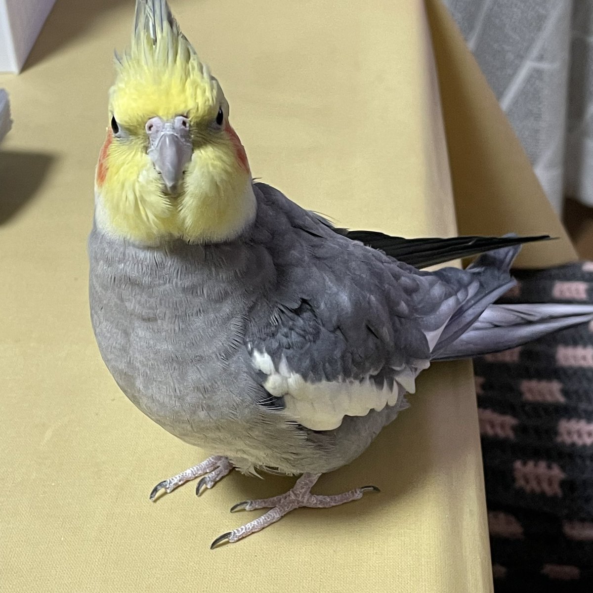SAKANApeco's tweet photo. 2026年9月24日13:30頃
姫路市別所町佐土新にて
オカメインコ（ノーマル・オス）が飛び出てしまいました。
軒先や庭の隅、草むらの中などでうずくまっているかもしれません。一度おうちの周りを見ていただけませんか？
どうかどうか無事ですように。
#迷子鳥 #迷い鳥 #オカメインコ #姫路 #探しています https://t.co/3f41QvBuZC