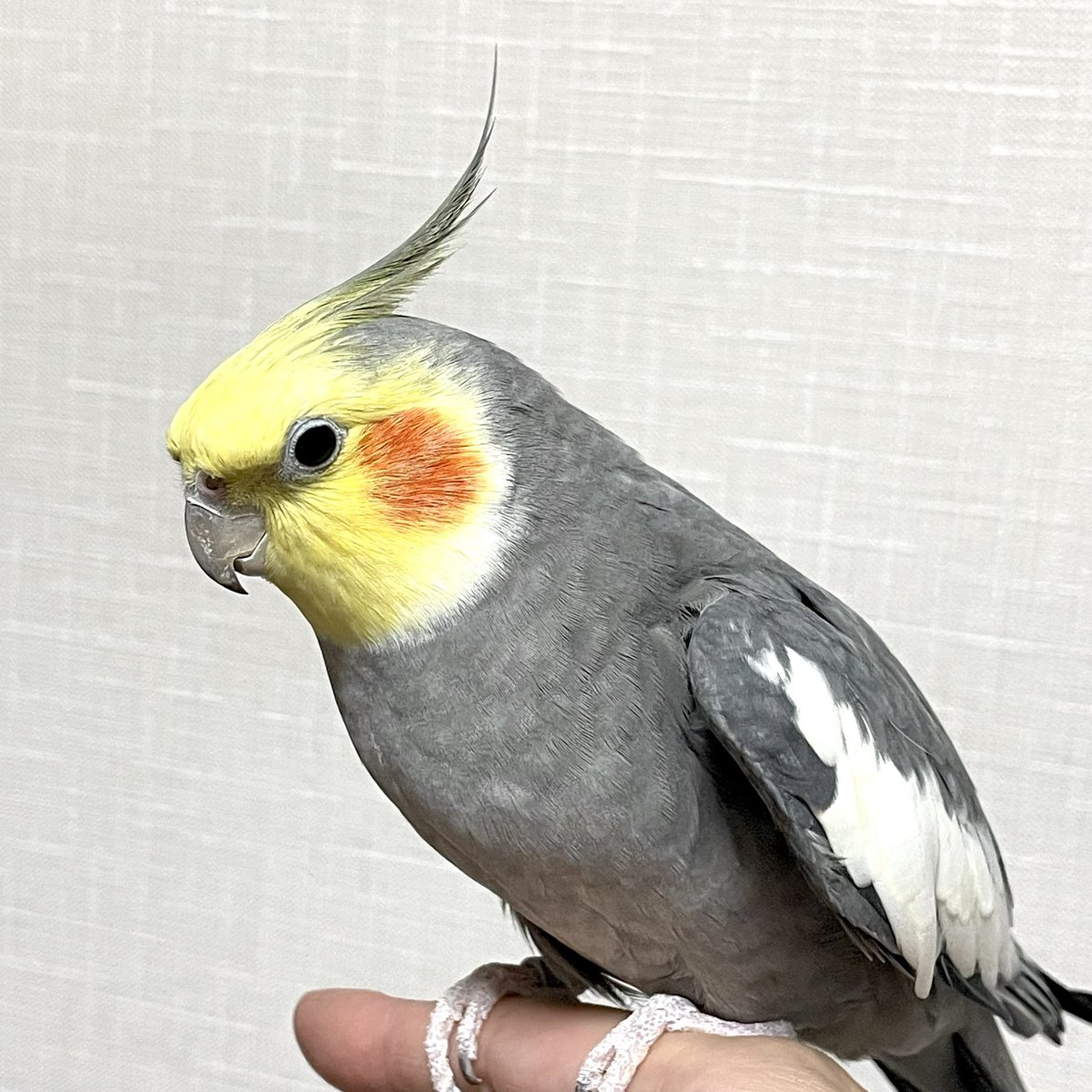 SAKANApeco's tweet photo. 2026年9月24日13:30頃
姫路市別所町佐土新にて
オカメインコ（ノーマル・オス）が飛び出てしまいました。
軒先や庭の隅、草むらの中などでうずくまっているかもしれません。一度おうちの周りを見ていただけませんか？
どうかどうか無事ですように。
#迷子鳥 #迷い鳥 #オカメインコ #姫路 #探しています https://t.co/3f41QvBuZC