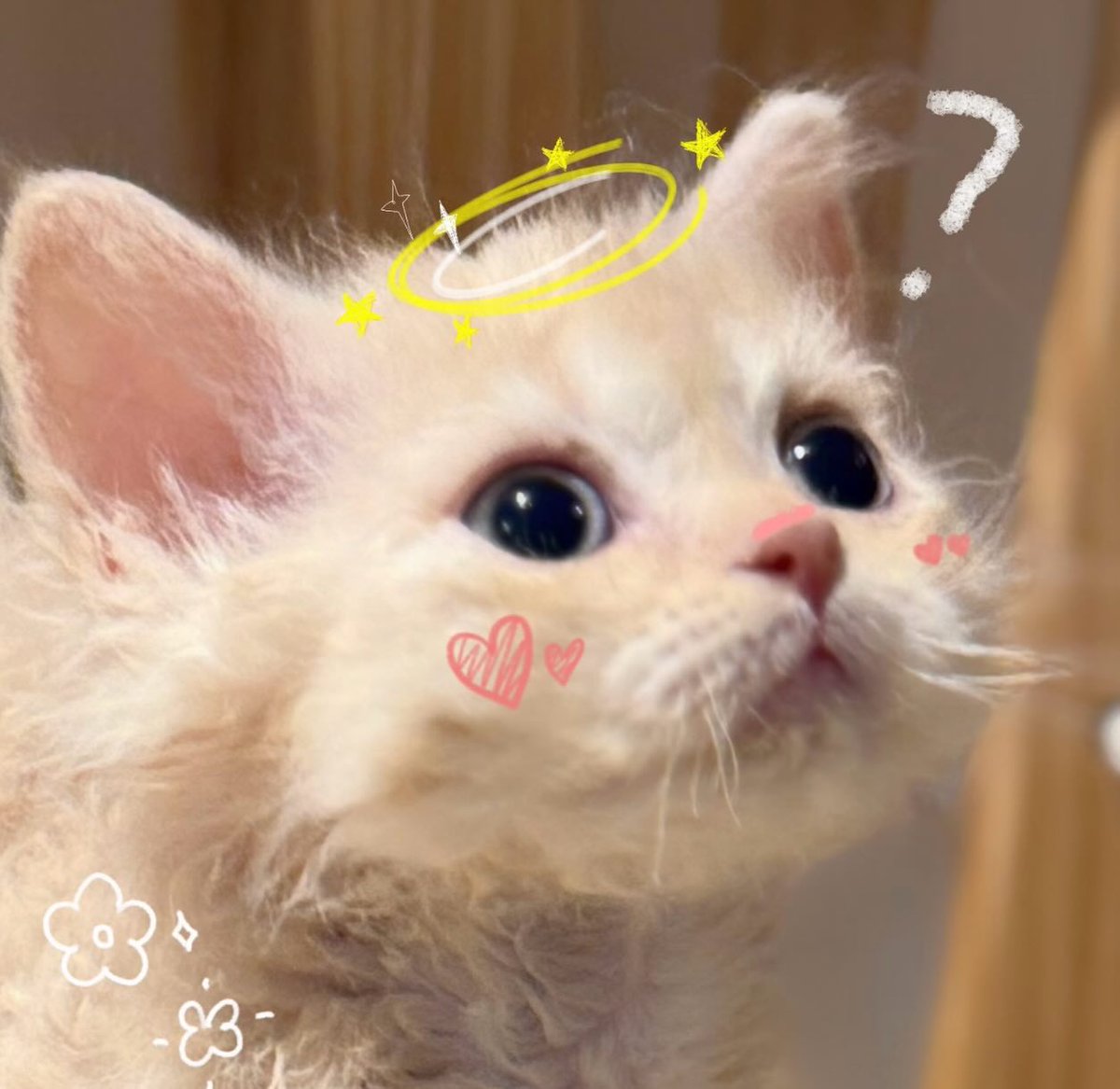 catsdotjpg's tweet photo. https://t.co/L6JX1qeSAN