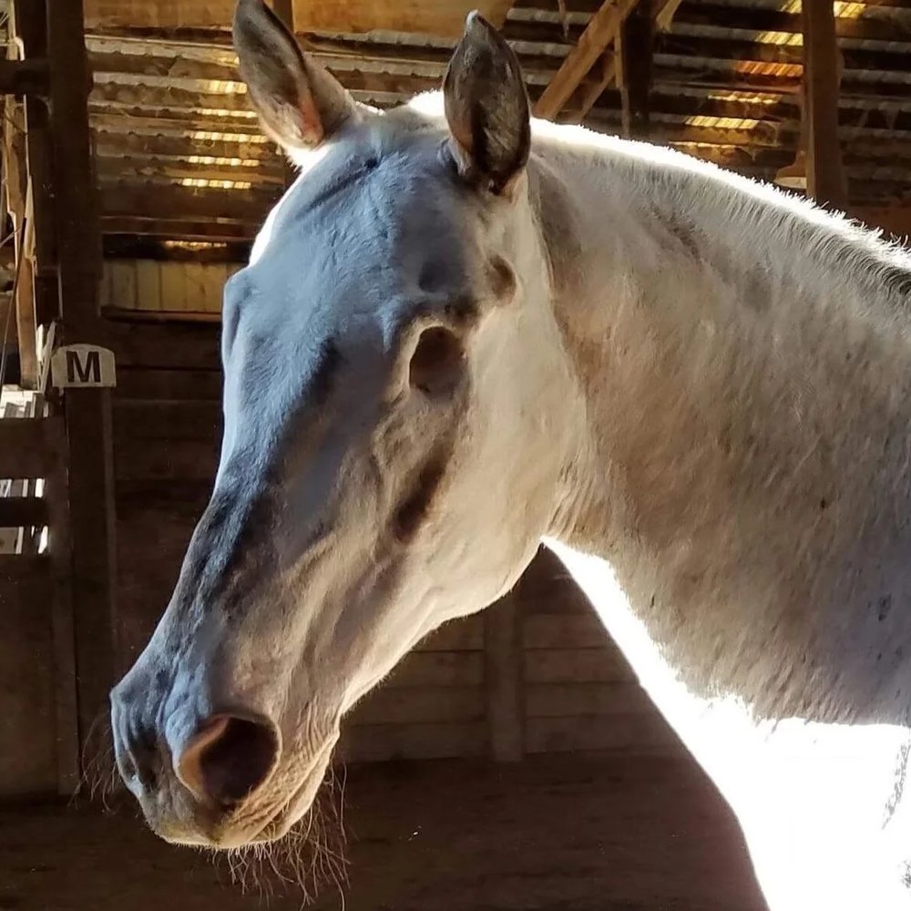 The Blind Horse Who Broke 3 World Records

Endo lost his eyesight to a progressive eye disease but continued training with owner Morgan Wagner. He eventually ea
