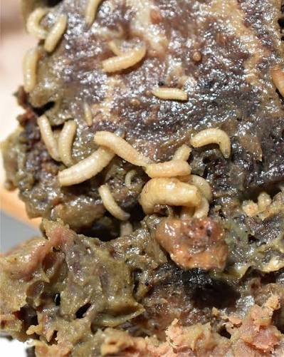 ChLECHEVALIER's tweet photo. MOURREZ HALAL !!
                     (Mais discrètement, SVP...)        

En juin 2025, dans le riant émirat de Saint Quentin, dans l'Aisne, une vague d'intoxications alimentaires à la bactérie Escherichia coli (E.coli) avait touché plus de 32 personnes.

La préfecture avait réagi en fermant brutalement des boucheries, TOUTES HALAL, ce que notre bonne presse avait CACHÉ de son mieux !

En fait, plus d'un an après, il s'avère que la CRASSE innommable de ces établissements -de la #Religion_Que_V0us_Savez- conduit à la mise en examen des bouchers halal en question pour :

      - HOMICIDES INVOLONTAIRES
      - Blessures involontaires
      - MISE EN DANGER DE LA VIE D'AUTRUI
      - TROMPERIES entraînant un danger
      - RECEL et ABATTAGE d'animaux HORS d'abattoir

Les enfants touchés garderont des séquelles à VIE, principalement au niveau des reins.

Enfin, il faut spécialement se souvenir d'Élise, 11 ans, morte le 16 juin 2025 du fait ces pratiques dégoûtantes et cruelles... 

                     En entendez-vous parler sur
                @Francetele et @franceinter ???...