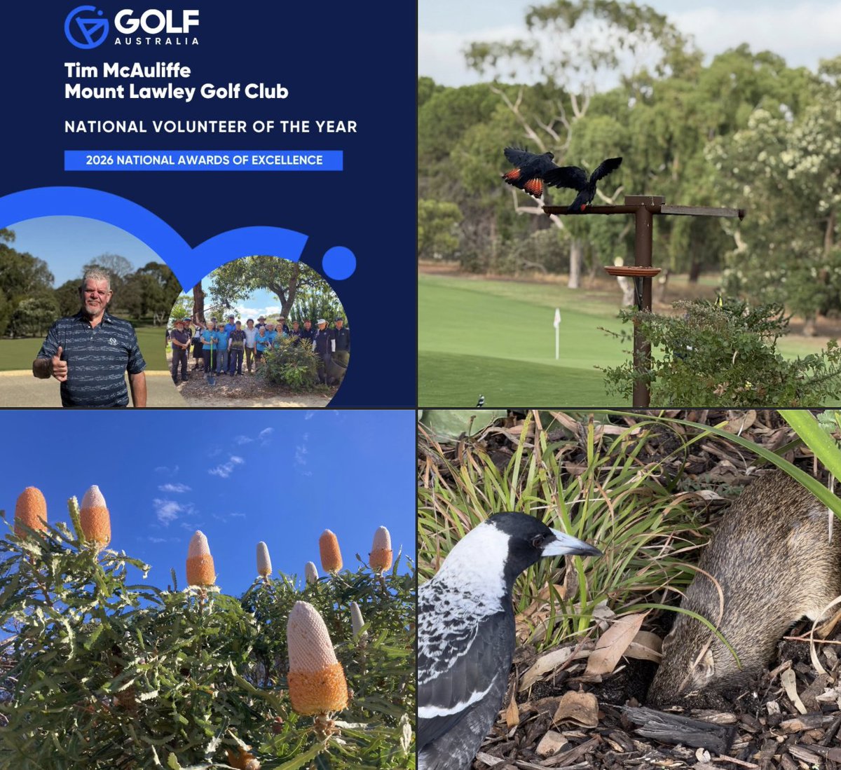 ProfRayWills's tweet photo. Mt Lawley Golf Club member Tim McAuliffe named Volunteer of Year in Golf Australia’s 2026 Natal Awards of Excellence helping lead MLGC volunteers since 2019 to bring >20,000 native plants to revegetate course, enable MLGC to be relocation site of 37 quenda
https://t.co/di6ThEq7Jm https://t.co/ITtuVabhUa
