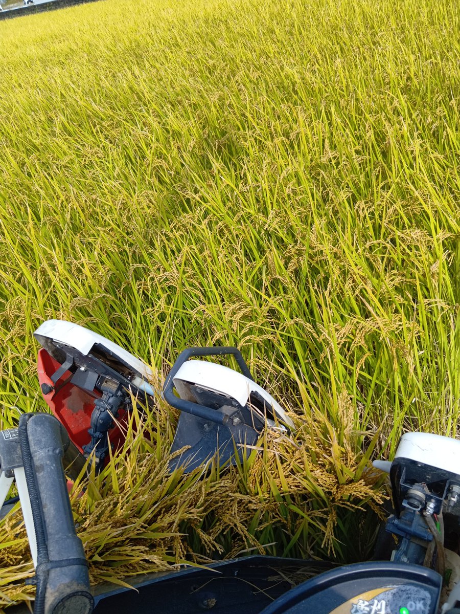 midorinobou2's tweet photo. ヒノヒカリの稲刈り終わり🌾
なんとか地面乾いてくれた😁 https://t.co/LoXf7Od8bI