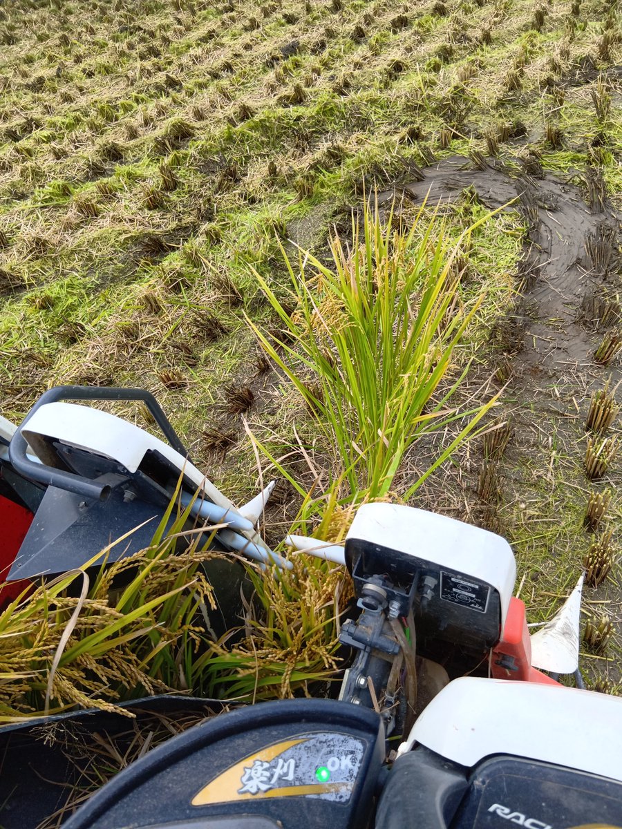 midorinobou2's tweet photo. ヒノヒカリの稲刈り終わり🌾
なんとか地面乾いてくれた😁 https://t.co/LoXf7Od8bI