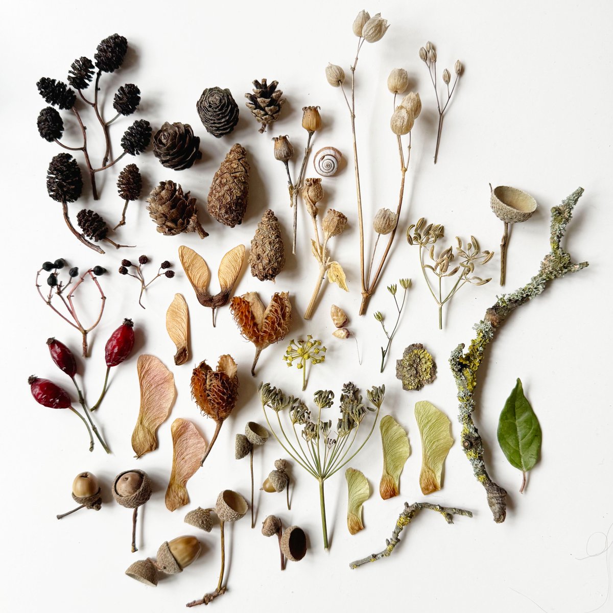silverpebble's tweet photo. Here's the very first 'find the...' photo I made just under a yr ago. There's a miniscule silver plated stag hidden among the small autumnal finds. 
Spending time looking at my photo will help your mental health in 4 different ways:
😍If you find the photo pleasing that'll trigger a burst of dopamine in your 🧠
👀scanning your eyes to look for the stag will help with trauma (really)
🌿the botanical patterns will help you recover from stress more quickly 
🦌when you find the stag you'll get another burst of dopamine. 
Quite a few good things in one snap of things that fell off trees...