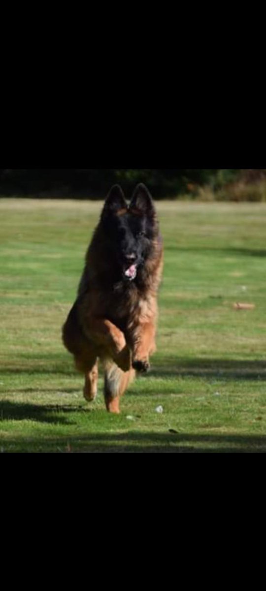 JohnBurman11's tweet photo. @AngelUKxx GSD everytime here's mine having fun. https://t.co/uzHWmc48GE