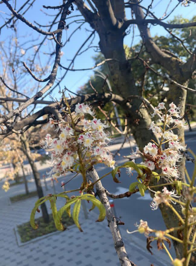 IrinaDen3's tweet photo. Here and now: it is late September—autumn—yet the chestnut trees, our own native chestnuts, are blooming again. The forces of nature are indomitable in this senseless world! 👍 https://t.co/rkHkm2n9p8