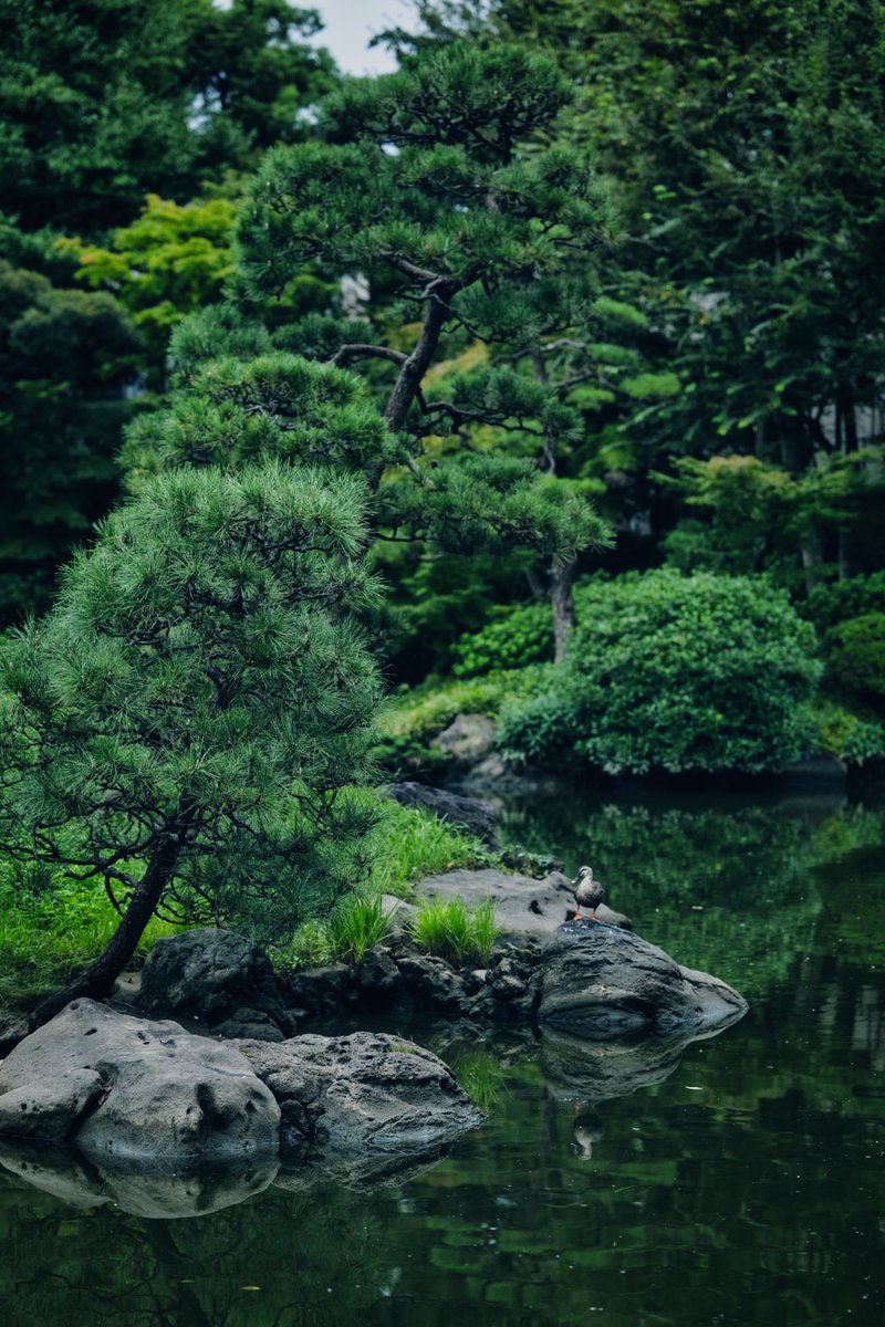 MULTIS1100S's tweet photo. 両国にて②
安田庭園
Nikon Zf  NIKKOR Z 85mm f/1.8 S #Nikon #NikonZf https://t.co/wOACBhLJhc