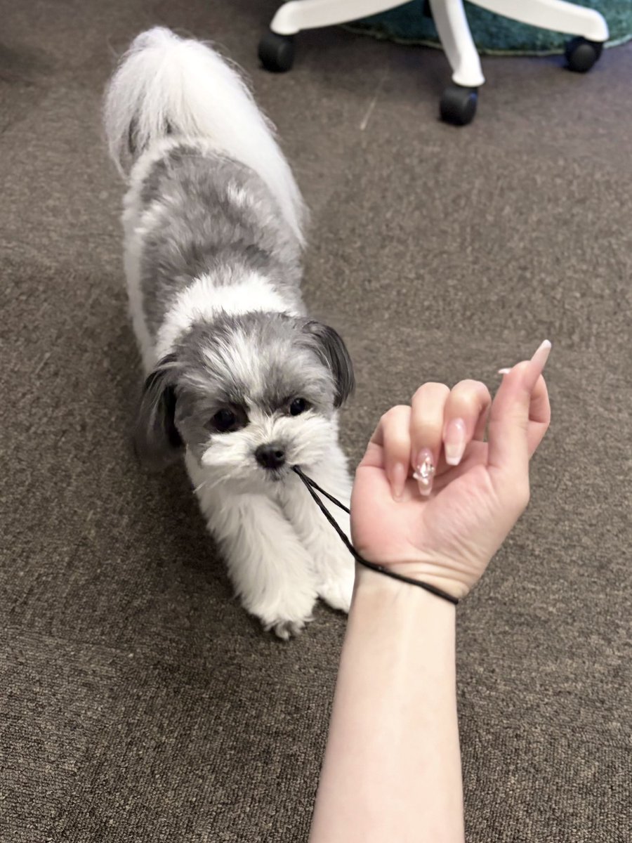 C6O10917's tweet photo. や、やめてね

#犬のいる暮らし https://t.co/sx0x8uOinH