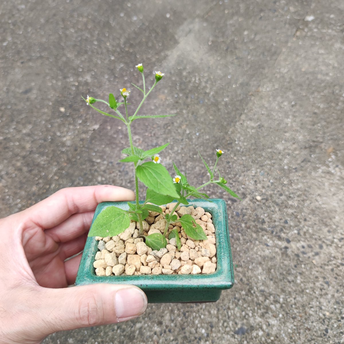 ultimatumusui's tweet photo. 雑草
ハキダメギク

漢字で書くと、
掃き溜め菊

名前が可哀想なので盆栽風にしてみた。
地球に植わってると、
八百万の雑草に埋もれて目立たないけど
単品として注目してみると
なかなかどうして https://t.co/whfCjuG9sz