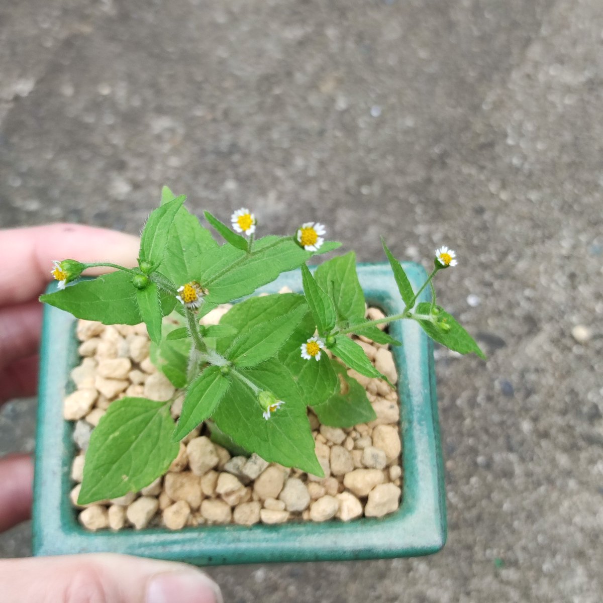 ultimatumusui's tweet photo. 雑草
ハキダメギク

漢字で書くと、
掃き溜め菊

名前が可哀想なので盆栽風にしてみた。
地球に植わってると、
八百万の雑草に埋もれて目立たないけど
単品として注目してみると
なかなかどうして https://t.co/whfCjuG9sz