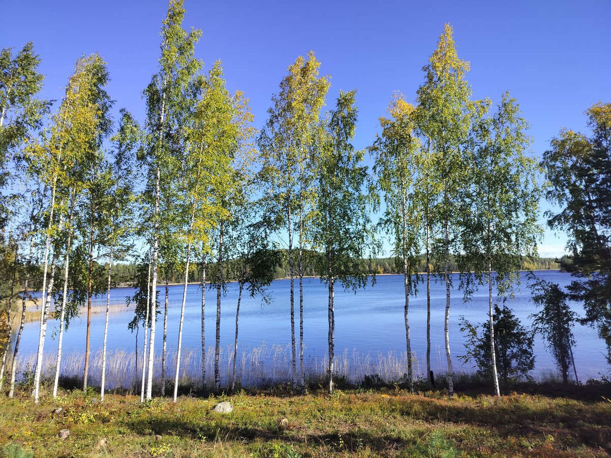 tosentti's tweet photo. Harmaus on väistynyt, valo voittanut. #Savo #Saimaa #Ristiina https://t.co/QurmIsSngD
