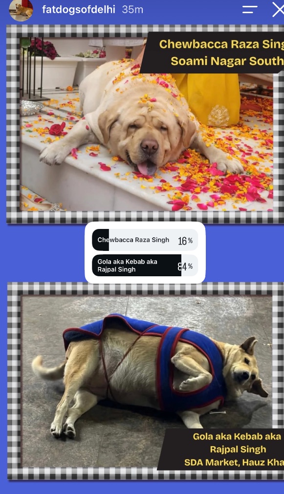 CricessOP's tweet photo. Cannot believe Chewbacca Raza Singh is losing with that face, we need some PR mahhhnn #fatdogsofdelhi https://t.co/uTcJOuU3Kk