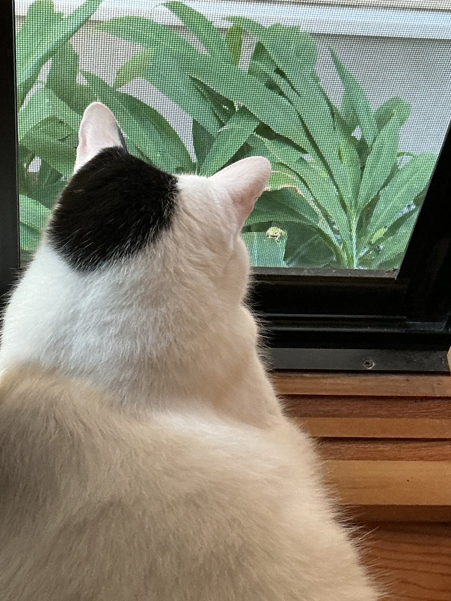 EKUSITAM's tweet photo. 猫に睨まれたカエル https://t.co/z3HmwRhIUH