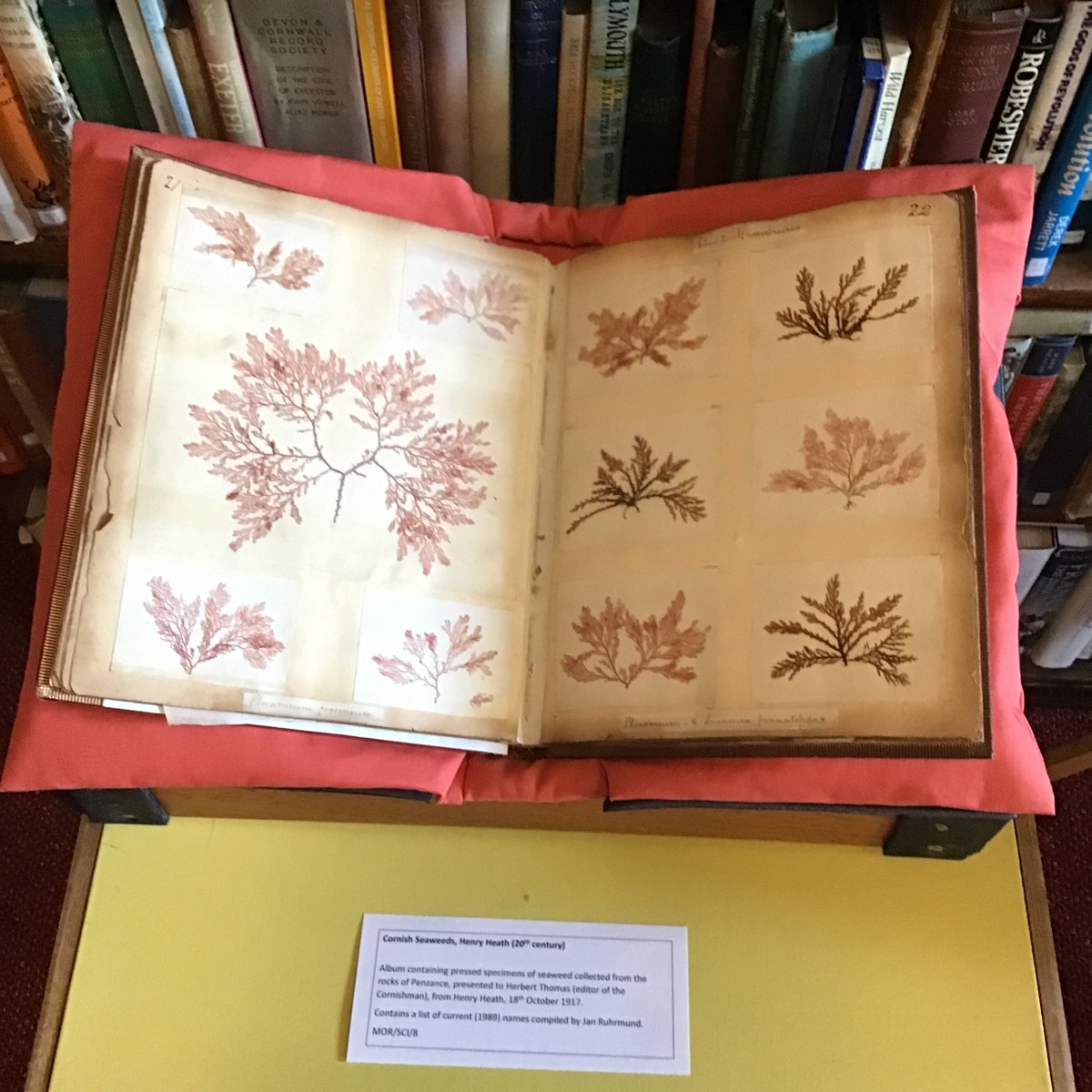 morrablibrary's tweet photo. Our #volunteer Kay has been looking at the story behind one of our #archival #treasures, an album of 19th century pressed #seaweeds. She has tried to find the reason behind this extraordinary, precious gift. Click to read her blog: https://t.co/e5jciChgsu
#ExploreYourArchive https://t.co/cf1uLJFDNS