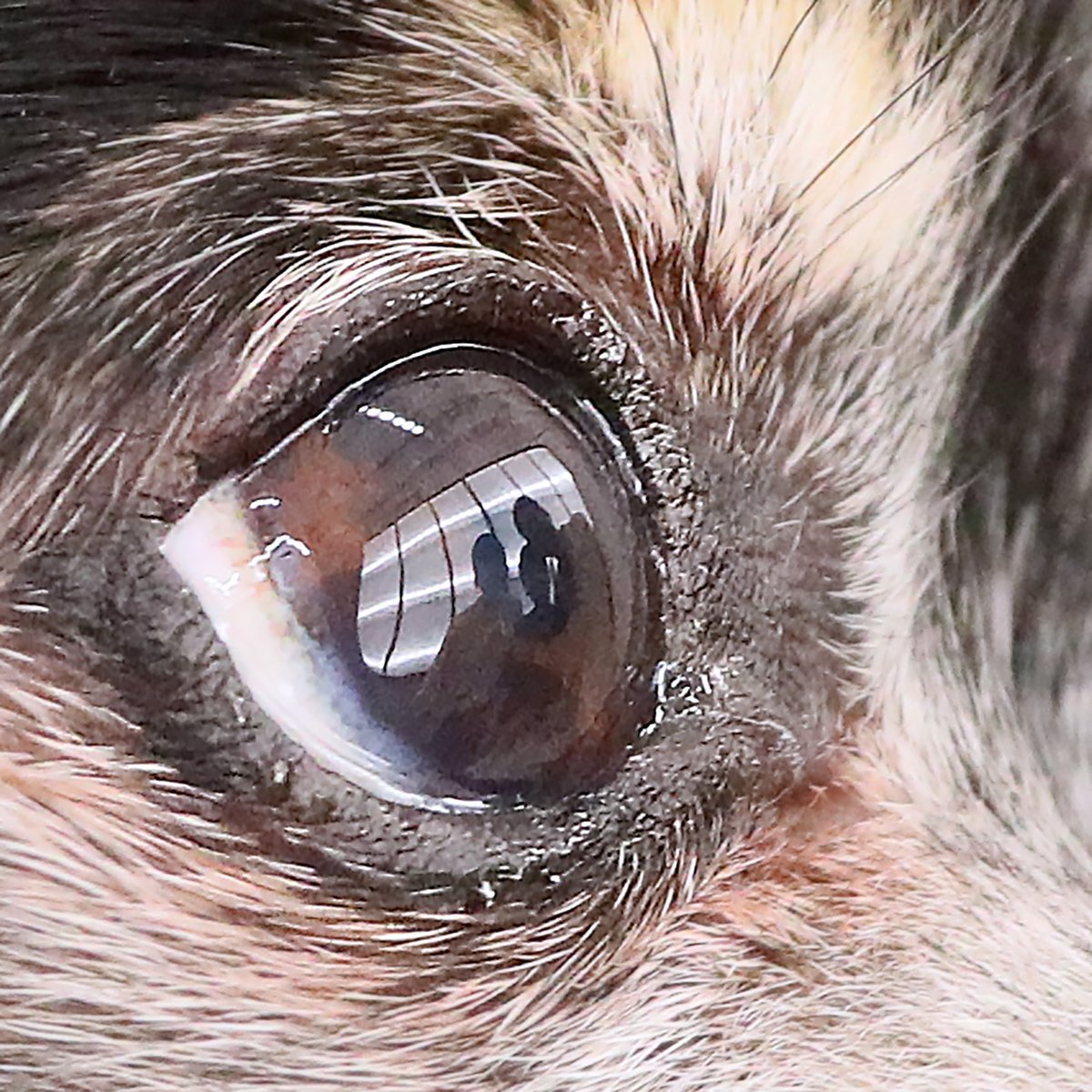 studiodogrun's tweet photo. 愛犬の瞳を、少し大きくして見てください。

そこに写っているのは、飼い主さん。

愛犬の瞳には、ちゃんと「あなた」が写っています。

昨日撮影した一枚。

こんな写真、撮ってみませんか？ https://t.co/MUhQkZy92d