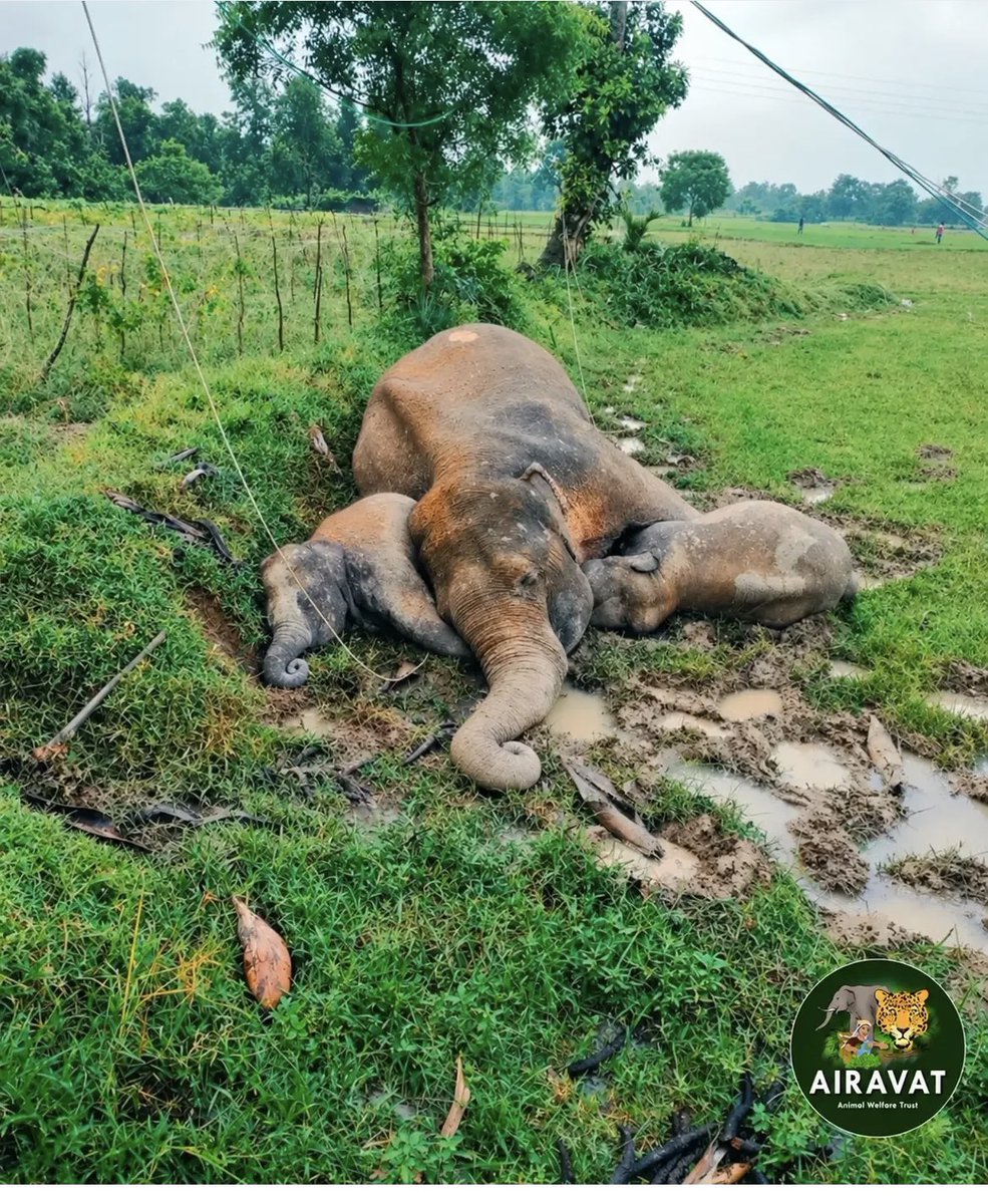 bahardutt's tweet photo. Such an outcry for the #orangutans but look at our own wildlife ? Three elephants electrocuted in south Bengal .. where humans &amp; #elephants lives are lost every year .. why is this not worthy of our attention ? Support those like  @AvijanS &amp;  #airavat spotlighting these. Stories https://t.co/KS1z1RCmXs