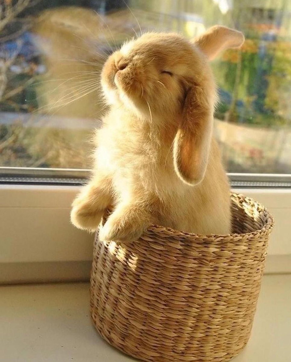 ShouldHaveRabit's tweet photo. Vitamin D https://t.co/3N6QWnuux0