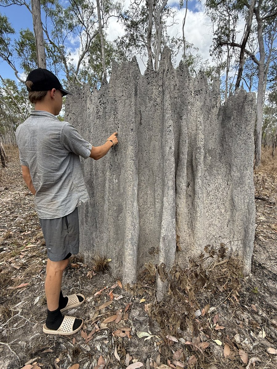 RossAinsle4185's tweet photo. Last week in North QLD Australia. These magnet termite hills blow my mind! Name comes from their alignment: the broad faces point roughly east–west & the thin edges point north–south.
I reckon they look like the architect #Gaudi designed them.
#QLD https://t.co/sPGrATBupv