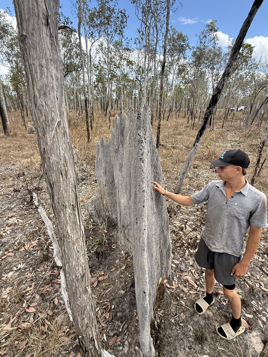 RossAinsle4185's tweet photo. Last week in North QLD Australia. These magnet termite hills blow my mind! Name comes from their alignment: the broad faces point roughly east–west & the thin edges point north–south.
I reckon they look like the architect #Gaudi designed them.
#QLD https://t.co/sPGrATBupv