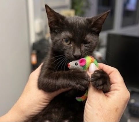 f_lo_morant's tweet photo. BELLY EN ADOPCIÓN! 3 meses.  La abandonaron en una colonia, y tenía infección en sus ojitos.  De uno de ellos se ha recuperado totalmente, pero del otro tiene visión reducida. Ella es  una gatita preciosa, solo busca amor. Se lleva muy bien con otros gatos. 
655 44 15 14 Ainhoa. https://t.co/o1WfllWpZP