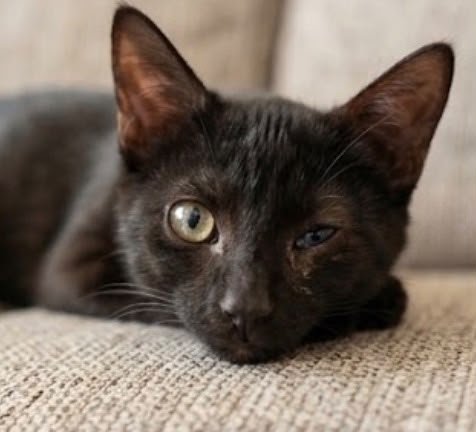 f_lo_morant's tweet photo. BELLY EN ADOPCIÓN! 3 meses.  La abandonaron en una colonia, y tenía infección en sus ojitos.  De uno de ellos se ha recuperado totalmente, pero del otro tiene visión reducida. Ella es  una gatita preciosa, solo busca amor. Se lleva muy bien con otros gatos. 
655 44 15 14 Ainhoa. https://t.co/o1WfllWpZP