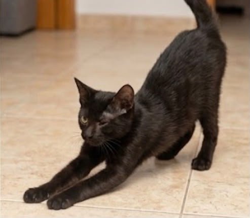 f_lo_morant's tweet photo. BELLY EN ADOPCIÓN! 3 meses.  La abandonaron en una colonia, y tenía infección en sus ojitos.  De uno de ellos se ha recuperado totalmente, pero del otro tiene visión reducida. Ella es  una gatita preciosa, solo busca amor. Se lleva muy bien con otros gatos. 
655 44 15 14 Ainhoa. https://t.co/o1WfllWpZP