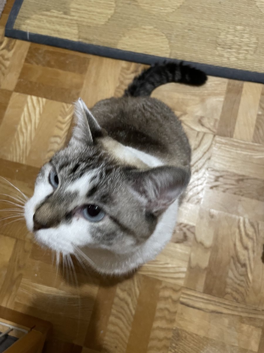 piopio4now's tweet photo. ただいまにゃんっ😊💞 https://t.co/RcsY69Y4F0