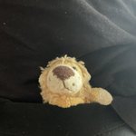 Photo by Baby Anteater (@BabyAnteaterInc)