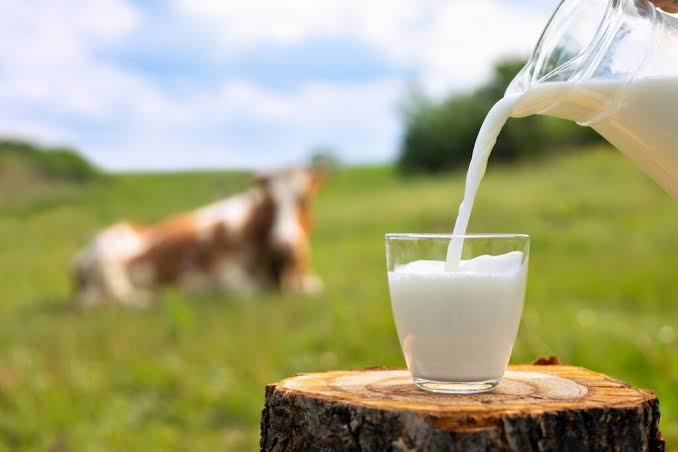 EvolutionCivil's tweet photo. About two-thirds of adults worldwide still cannot handle a glass of fresh milk. Most mammals lose the ability to digest milk after weaning. 

Evolutionary pressure made this- starvation combined with intestinal infections turned diarrhea into a death sentence, rather than simply because milk offered nutritional convenience. 

This identical genetic variant found in Europeans also appears across South Asia. It tracks Steppe-related ancestry: higher in the northwest, lower in the south and east. 

If you can drink a cold glass of milk at 30 with no cramps, you are living with a recent agricultural accident that some lineages kept and most did not. Can you drink fresh milk as an adult? Family from where?