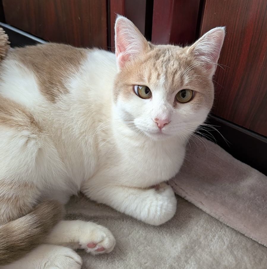 privateeye_pet's tweet photo. 【迷子猫を探しています‼️】

宮城県仙台市太白区西中田6丁目付近にて

9月25日から行方不明になりました💦

目撃した方はリプライやDMをいただけますと幸いです🙇‍♂️

名前：ミルク
性別：メス（避妊済）
年齢：1歳半
体重：4キロ
特徴：目が寄り目
　　　活発で気が強い性格
　　　触られるのが嫌い

#迷子猫 #猫 #迷い猫 #宮城県 #仙台市 #拡散希望 #迷子ペットを守りたい