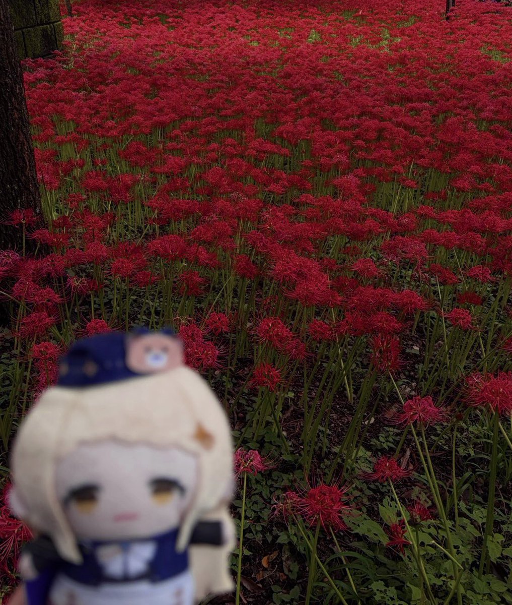 inota_ro's tweet photo. ちまちゃん！彼岸花を見に行ったよ！
狂い咲きみたいな雰囲気で綺麗だった♪
#ちまとおはなし https://t.co/TABuQIiMe3