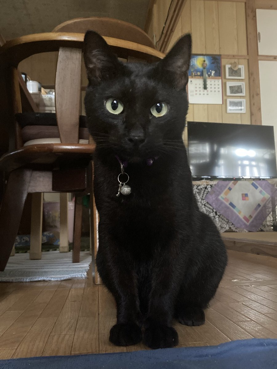 yonamori3's tweet photo. チャンジャ🐈‍⬛のお母さんから東京のお土産いただきました💕　

ご夫婦で島を出ている間、朝と夕方にチャンジャと沢山お話して、撮影会して、チュールあげて抱っこもして（その後めちゃくちゃ身体舐めてた😂）ハッピータイムを楽しんだうえにお土産とは！！

幸せ〜！いただきまーす♪ https://t.co/oCuMNzBrg4