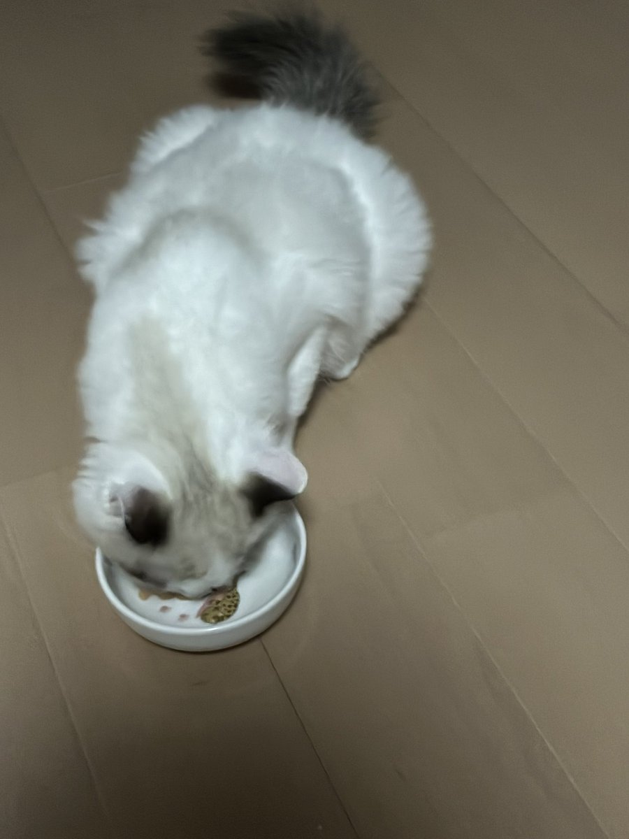 67K8k's tweet photo. 爪切りボーナスちゅーる
前袋噛まれてプラスチック誤食を恐れてたけど普通に器に入れてあげてもいいと聞いたのでこの形です、爪切りもギロチン型を買ったのでいくらかは楽になりました https://t.co/syaHJjKJWe