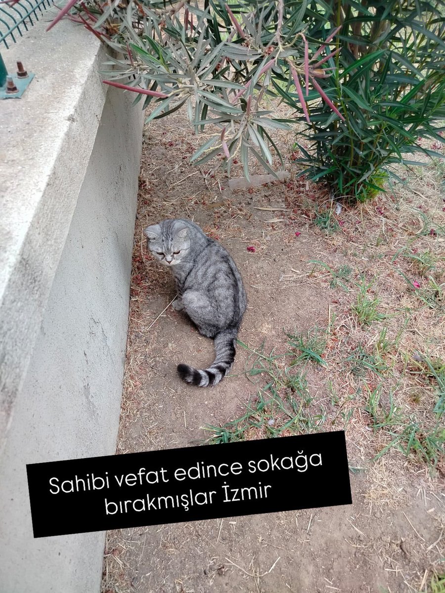 patiarkadas's tweet photo. 1 haftadır terk edildiği sitesinin bahçesinde sahibi vefat edince sokağa bırakmışlar 🥺. çöpten yemek yiyor 1,5 yaşında İzmir Menemen

İnstagram @ silaacyr 

#SokakHayvanlarıSahipsizDeğil https://t.co/YXDiVn1IaR