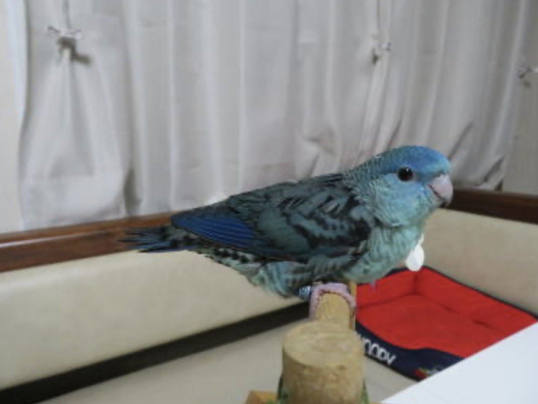 TSUBASA6077's tweet photo. 【拡散希望】
サザナミインコの迷子情報です

場所：東京都東大和市桜が丘
日時：26/09/27 17時
名前：たろ
特徴：ブルーです

情報お持ちの方、下記までご連絡を
npotsubasa@tsubasa0615.org
情報拡散のご協力お願いします https://t.co/6ayJDq9NvY