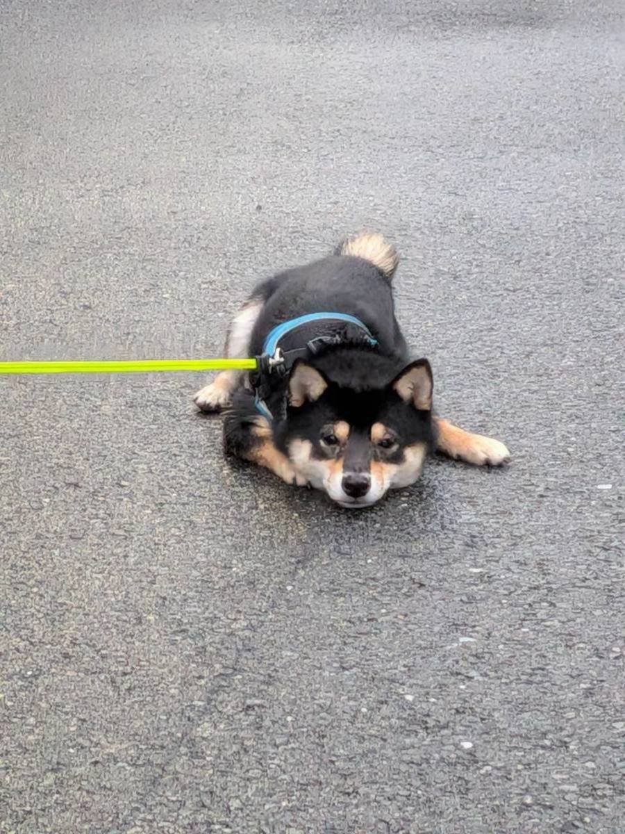 MameshibaKaiser's tweet photo. 帰宅案について…交渉決裂 https://t.co/rsMr0TI8pC