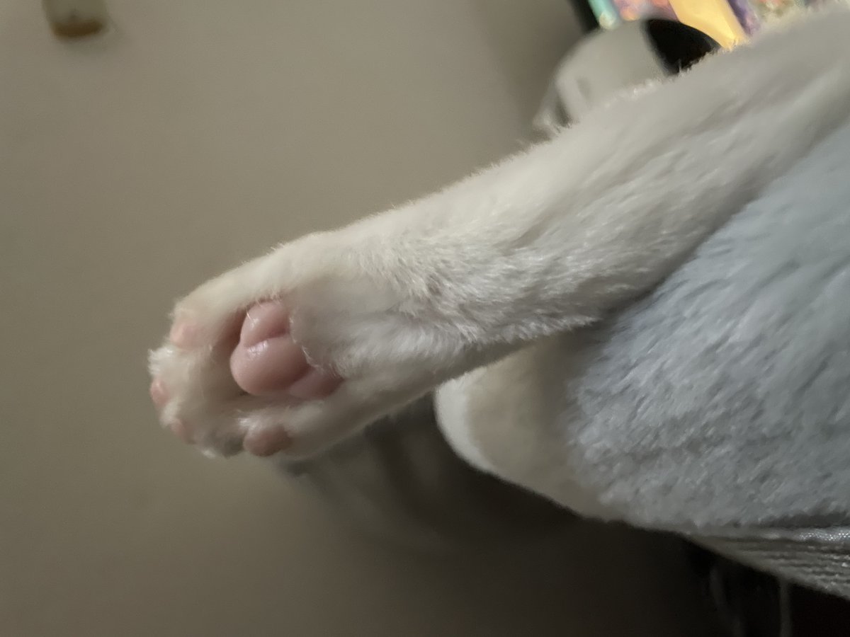 qbit10's tweet photo. にくんきゅ https://t.co/lDAGidP3Ev