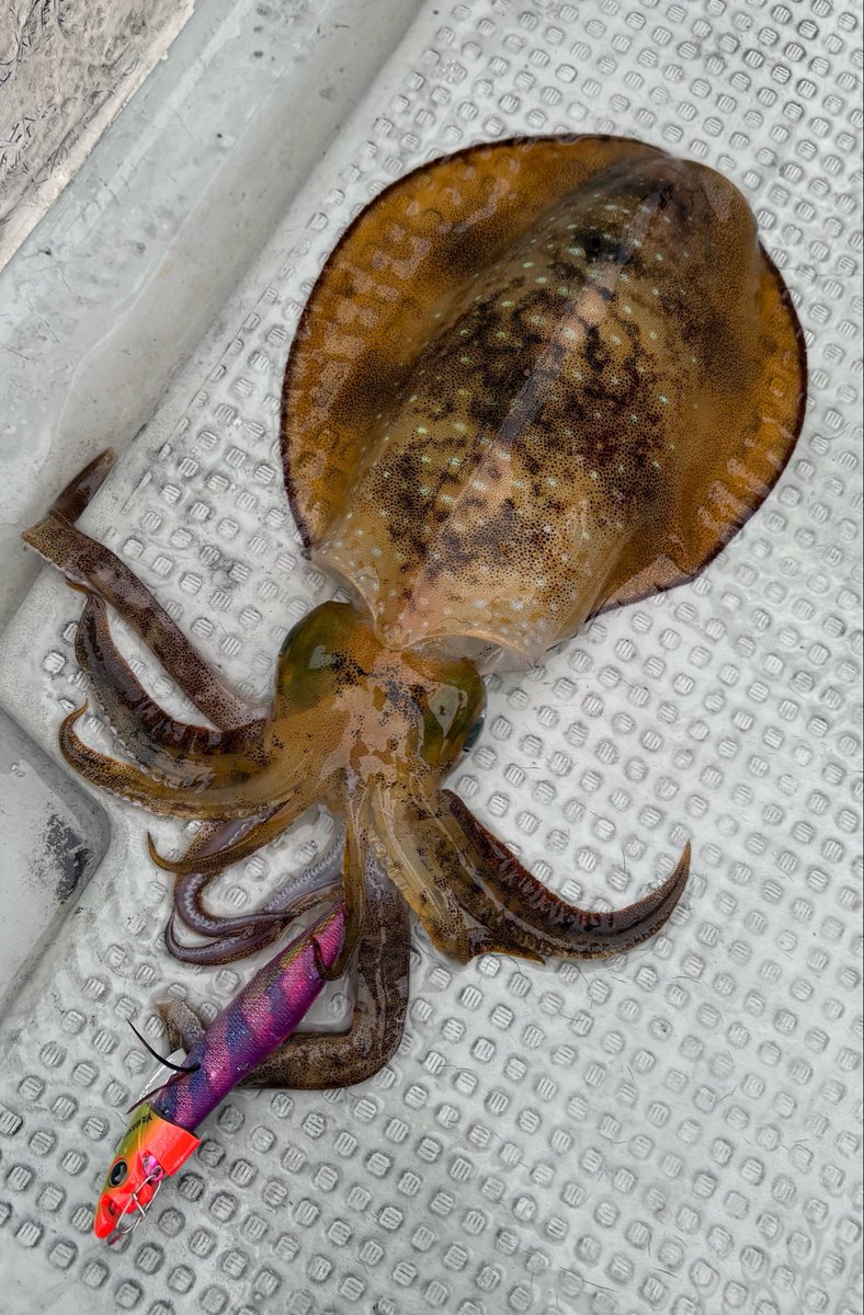X67460045's tweet photo. 初のティップランエギング🦑

なかなか慣れるまでな難しかったけど、それでもやっぱり釣れる🎣 https://t.co/UzxdnKuOEs