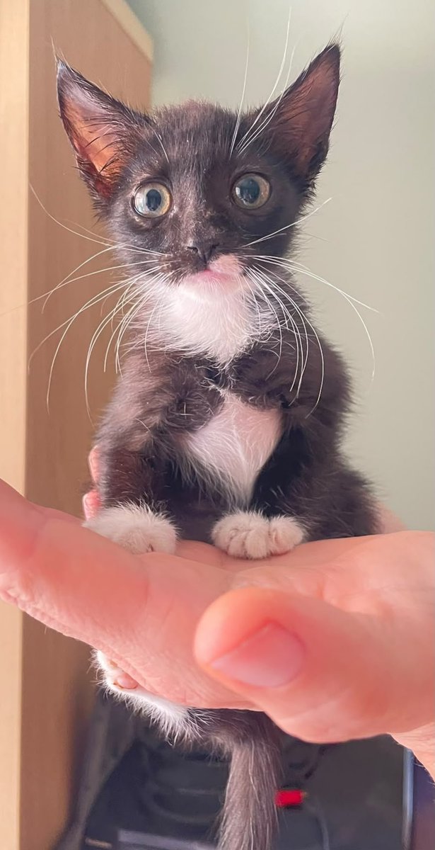 AcofalX's tweet photo. Se busca adopcion conjunta porque
 son inseparables
van juntos a todo . comer,arenero...
Se enroscan y parecen uno. 
va a ser muy doloroso separarlos  
 Espero   una familia para adopción conjunta 
Son  preciosos 
Son chico y chica de 2 meses. tel.625069298. Alicante https://t.co/5ZXQb8UKtY
