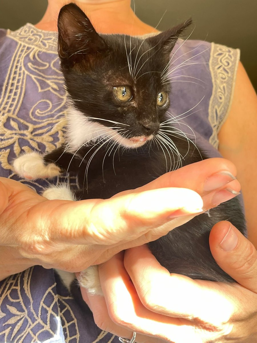 AcofalX's tweet photo. Se busca adopcion conjunta porque
 son inseparables
van juntos a todo . comer,arenero...
Se enroscan y parecen uno. 
va a ser muy doloroso separarlos  
 Espero   una familia para adopción conjunta 
Son  preciosos 
Son chico y chica de 2 meses. tel.625069298. Alicante https://t.co/5ZXQb8UKtY