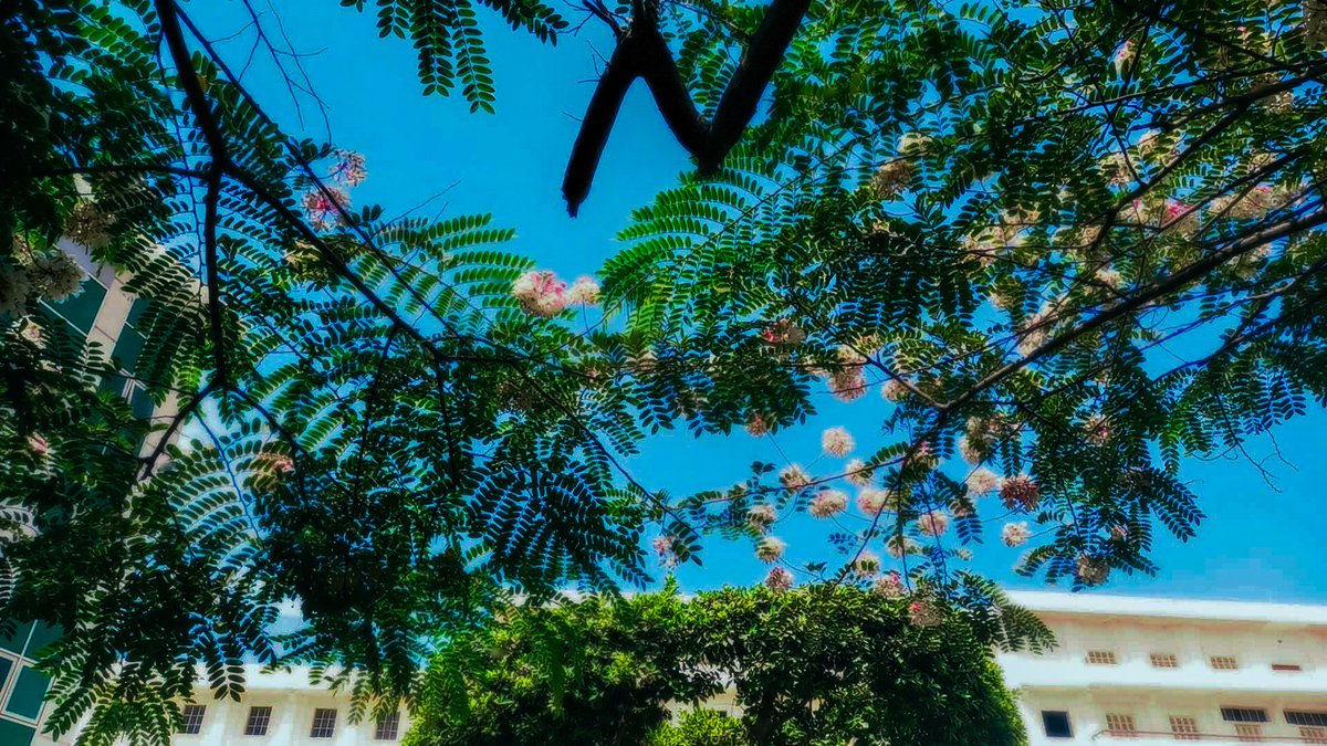 a_driven_girl's tweet photo. الشجرتين الفي الجامعة 😔 https://t.co/eRXRv5Gn2q